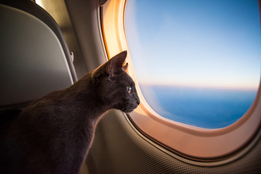 Emmener son chat en vacances : que prévoir ?