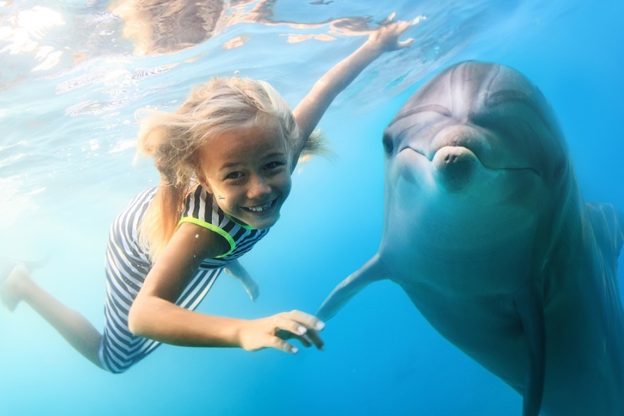 Nager avec les dauphins : comment réaliser cette expérience exceptionnelle ?
