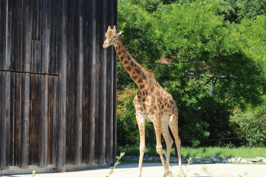 Zoo en France : notre sélection des incontournables